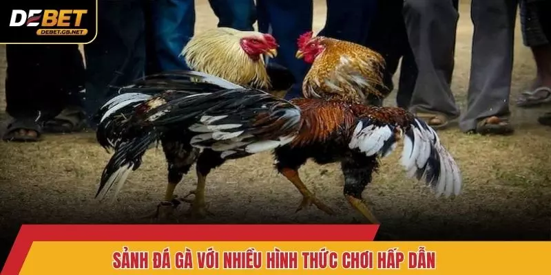 Sảnh đá gà với nhiều hình thức chơi hấp dẫn